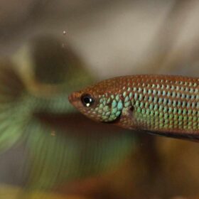 Save the Betta smaragdina!