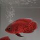 ARA FISH KEDIRI
